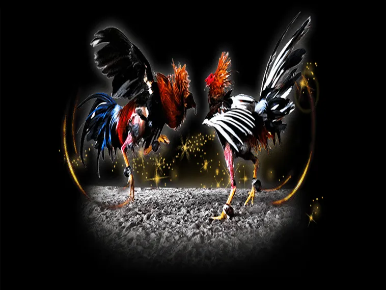 Cách Chơi Đá Gà Sabong Tại ANO88 Luôn Thắng