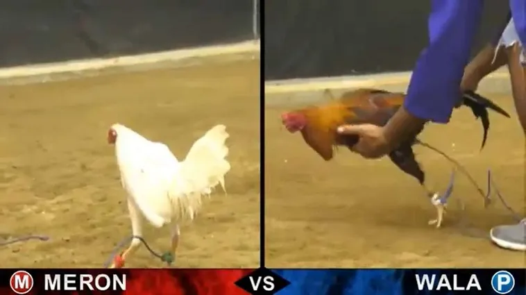 Cách Chơi Đá Gà Sabong Tại ANO88 Luôn Thắng